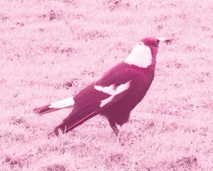 Magpies team up to outwit scientists 合作“救援”，喜鹄“智胜”科学家