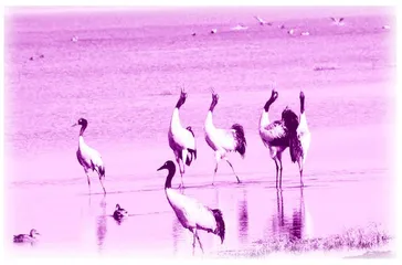 　Rare birds on the rise on Qinghai⁃Tibet Plateau 雪域高原上的亮丽风景