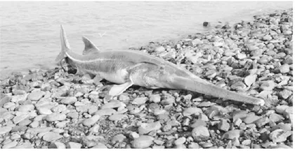 Chinese paddlefish declared to be extinct“中国淡水鱼之王”被正式宣布灭绝
