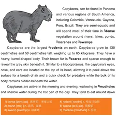 Capybara水豚