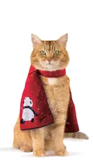 A Christmas Gift from Bob流浪猫鲍勃2：鲍勃的礼物
