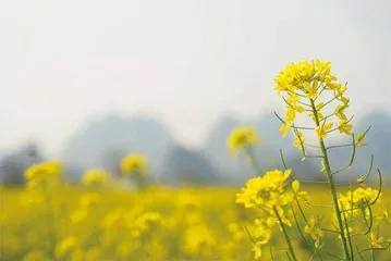 如何识别和预防春光里的“ 隐形敌人 ”