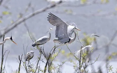 北京“雄心”：打造全球顶级生物多样性之都2
