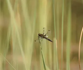 北京“雄心”：打造全球顶级生物多样性之都3
