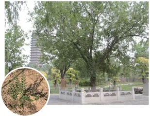 通州生物多样性保护侧影2