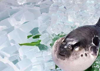 河鲀：从致命毒素到医疗宝藏