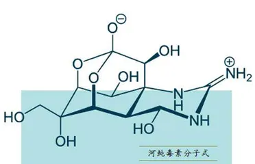 河鲀:从致命毒素到医疗宝藏1