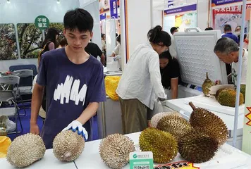 “小水果”助力“大关系”： 中国—东南亚的“榴莲外交”