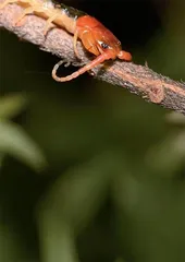《西游记》中的动物1