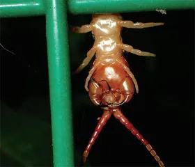 《西游记》中的动物2