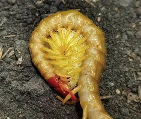 《西游记》中的动物3