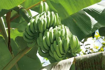 香蕉树竟然是“ 草 ”？