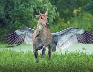 视觉幻象