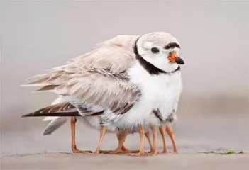 视觉幻象1