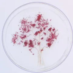 纸上樱花1