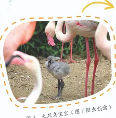 动物童年直播问3