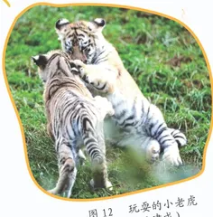 动物童年直播问12