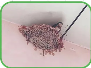 我在徐州趣观鸟13
