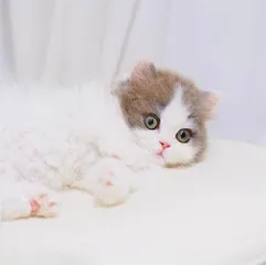 我一定会有猫的