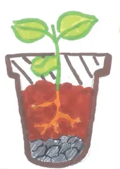 凤仙花种植记1