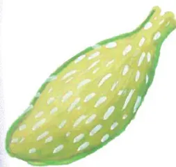 凤仙花种植记2