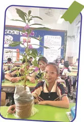 凤仙花种植记3
