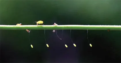 踏破铁鞋无觅处