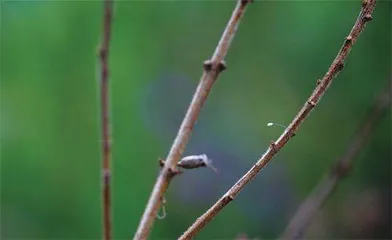 踏破铁鞋无觅处1