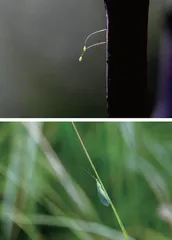 踏破铁鞋无觅处2