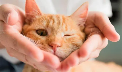 为什么橘猫是橙色还以雄性居多