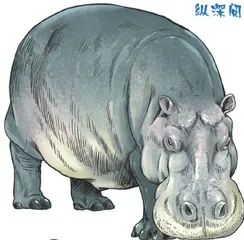 河马为什么满身是“血”4