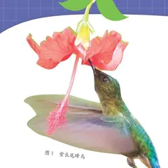 世界上最小的鸟