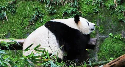 大熊猫在“陆地动物战斗力榜”上排第几