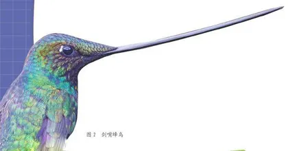 世界上最小的鸟1