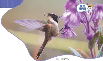 世界上最小的鸟2