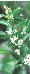 又见金橘花开 
