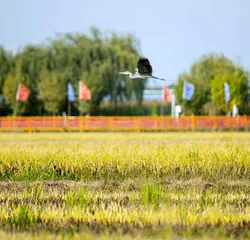 共赴绿色之约盐碱滩蜕变为“吨粮田”2