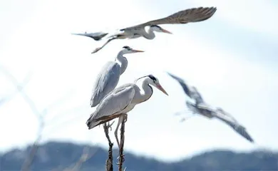 “南水”润京华2