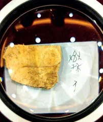 寻找西岐1