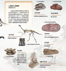 中国恐龙大展: 一眼看亿年3