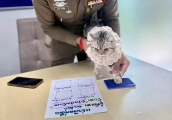 泰国猫咪因“袭警”被捕，犯罪档案照走红网络