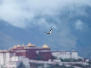 屋脊湿地的生命密码