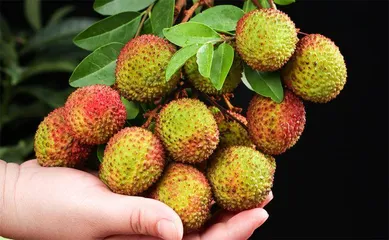 荔枝甜蜜一夏2