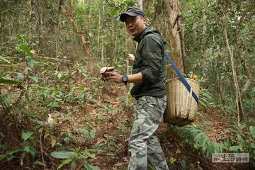 野生菌哲学3