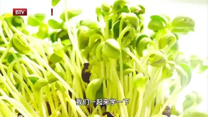 阳台上的养生之宝1
