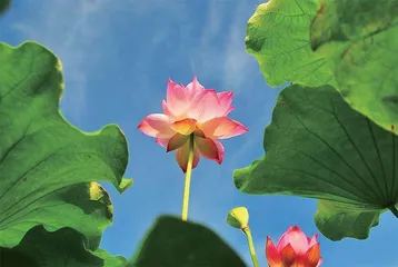 长夏养生有妙招