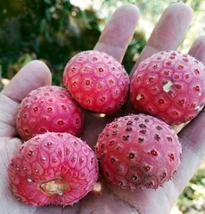 山中觅果鸡嗉子