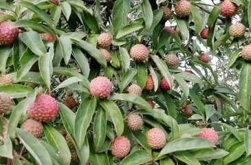 山中觅果鸡嗉子1