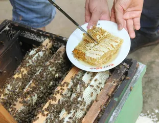 科学食用油盐糖酒茶之科学用糖