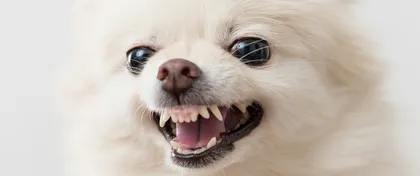 儿童犬咬伤的预防和急诊治疗
